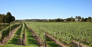 This Guest Post Michelle...