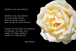 Cultivo una Rosa Blanca por José Martí