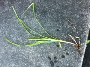 Daylilies forum : Weed or Daylily Sprouts