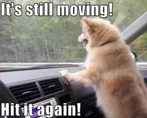 Very Funny Animals Quotes