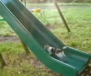 cat lolcat animal running up chute slide animated gif funny pics ...