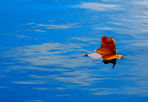 Quotes About Friendship...