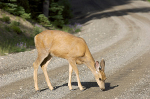 Odocoileus hemionus (Mule Deer)