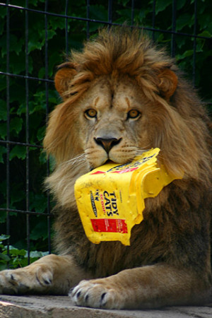 hungry lion iphone wallpaper tweet animals funny hungry lions