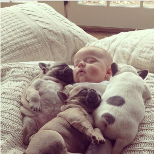 Cute animal pictures: Baby sleeping with puppies.
