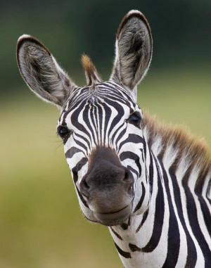 Funny Zebra