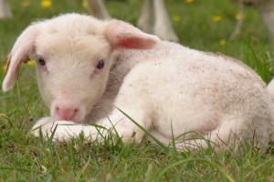 Work With Animals: Life as a Sheep Farmer