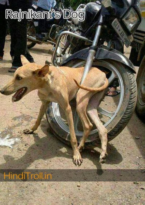 Funny Dog Stucked In Motorcycle [Funny Indian Pictuires 2013]