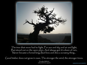 ... Strong Wind, Lds Quotes, Strong Trees, Favorite Quotes, Growing