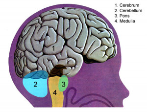 brain organ cerebrum cerebellum pons medulla jpg