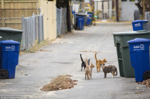 Communities: Feral cats may not have an owner but they congregate with ...