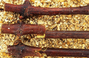 Image Information 1063293