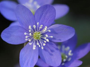 Inspirational Flowers Quotes