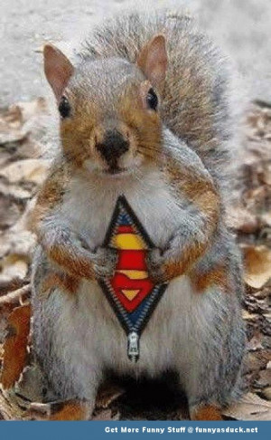 superman squirrel meme animal funny pics pictures pic picture image ...