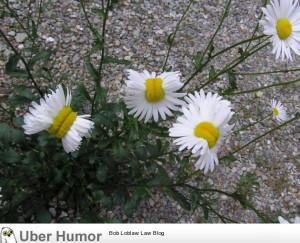 Deformed daisies from the Fukushima Nuclear Plant in Japan. | Funny ...