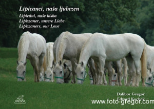quotes about horses. Book - Quotes on Horses and Love