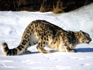 Home Browse All Hunting Snow Leopard