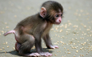 Funny Baby Monkey Pictures Gallery