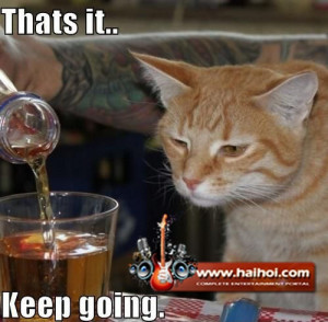 Thats it keep going funny alcoholic cat