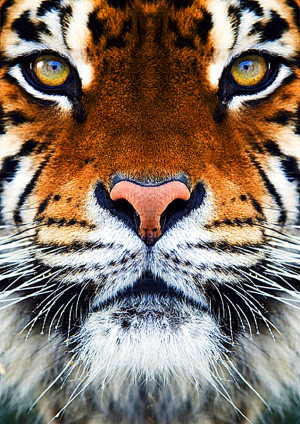 Tigers Face Photograph