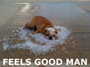 Here comes another summer of air conditioned bliss Funny Dog Picture