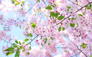In the cherry blossom's shadethere's no such thingas a stranger ...