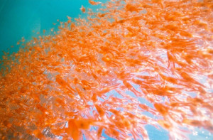 Krill Facts - a sea of information on Krill.