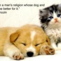 ... posted in animals inspirational quotes for animal lovers go to site