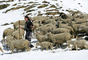 Training Day Quotes Wolf Or Sheep