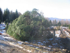 Some images of a big tree being harvested