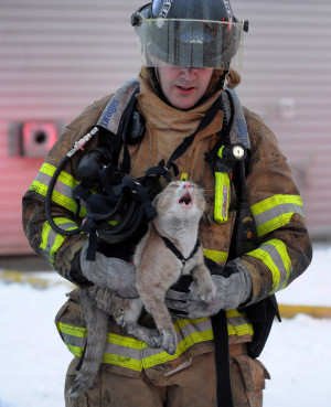 Fire Department Engineer Pat O’Shea carries a cat that was rescued ...