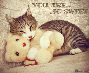 you are so sweet02 you are so sweet(cat with teddy)