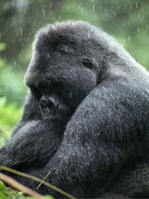 Male silverback mountain gorillas gain their distinctive silver tinge ...