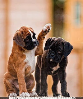 boxer-puppies-boxers-58867.jpg