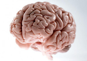 Brain protein mutation linked to autism: research