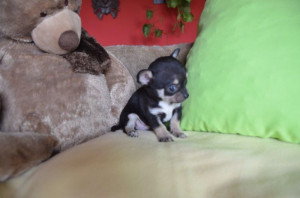 Little Chihuahuas for sale | Stourbridge, West Midlands | Pets4Homes