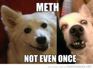 meth not even once dog animal ugly funny pics pictures pic picture ...