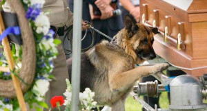 by A Place To Love D... / 1h Police Dog Pays Last Respects To Fallen ...