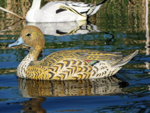 ... Honkers ... Premium Canada Goose Decoys for Demanding Hunters