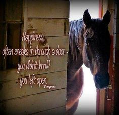 horses happiness more hors therapy rodeo life horses life horses life ...