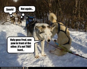 ... | ... husky - Page 5 - Loldogs n Cute Puppies - funny dog pictures