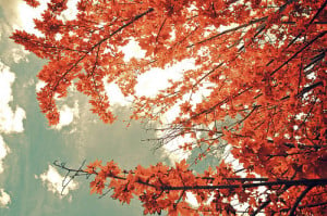 autumn-color-fall-leaves-photography-Favim.com-329858.jpg