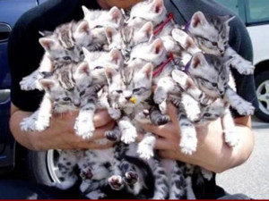 Nombre de messages : 1537