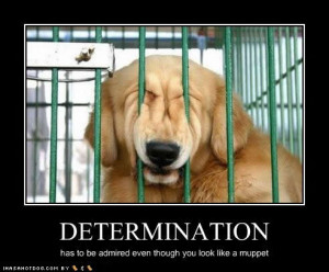 funny-dog-pictures-determination-muppet