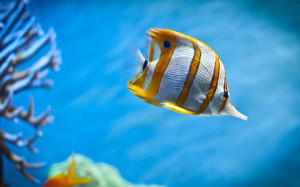 Aquarium Fish Wallpapers Pictures Photos Images
