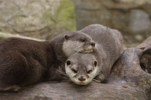 Cuddling otters Image
