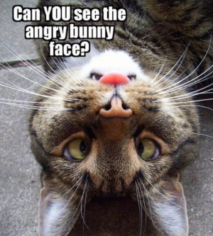 Related Pictures funny angry cat face good morning gif hell 10