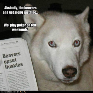 funny dogs with Quotes-Funny Dogs- funny dog pictures with Quotes,