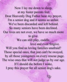 Senior dog prayer....Bandit would never allow another dog in the house ...