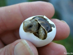 Baby turtle